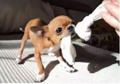  如何阻止狗狗亂咬家具？