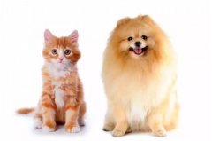 貓咪真的沒有狗狗忠誠嗎？