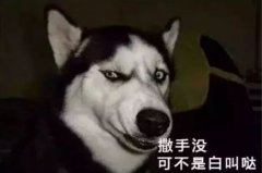 您家狗狗是不是也叫“撒手沒(méi)”？