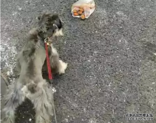 <b>狗狗亂撿東西吃怎么辦？——寵物百科知識(shí)</b>