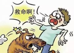 如遇惡犬咬人該怎么辦？這些知識也許能救命！