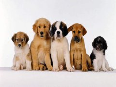 擁有“招狗體質”是種什么樣的體驗？