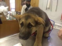 狗狗這么信任你，你怎么可以騙狗狗？！