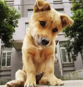 你眼中的土狗，它是我的家人！