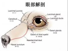 狗狗眼里常含淚水，是為愛感動嗎？