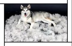 毛質(zhì)差、過度脫毛？華興重磅推出犬美毛處方糧