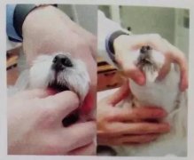 狗狗喂藥小技巧！ 華興寵物食品