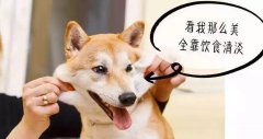 重口味的狗狗愛啃腳？注意！這可能不是怪癖而