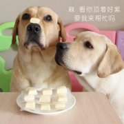 狗狗是否需要補(bǔ)鈣？補(bǔ)鈣應(yīng)注意什么？ 華興寵物