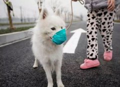 疫情下，如何保證寵物的安全？