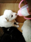 剛出生的小狗如何人工喂養(yǎng)？