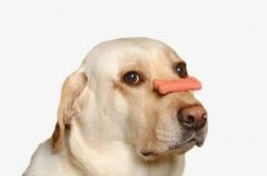 狗狗不愛吃飯的八大原因都在這里了！