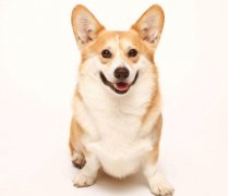 小型犬有非常特殊的需求需要特別照顧,你知道嗎？