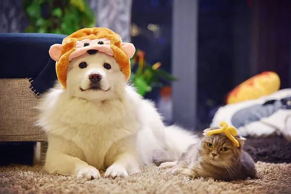 過年啦，家里的貓貓狗狗你是怎么安排的呢？快來看看