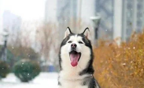 狗狗愛叫怎么辦？這六招，教給你