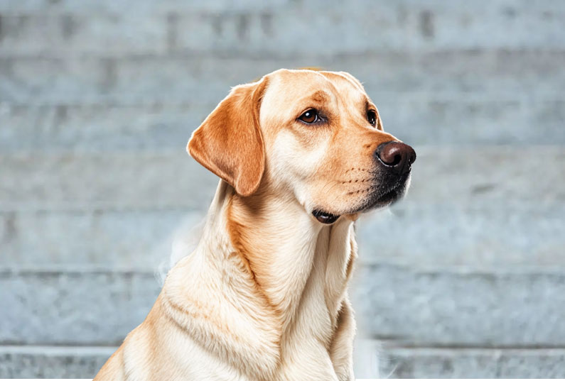 拉布拉多犬好養(yǎng)嗎？看完它的優(yōu)缺點(diǎn)你就知道了